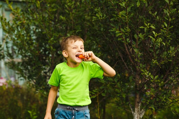 El muchacho del niño joven come la cosecha de la zanahoria jugosa orgánica fresca en el jardín verde al aire libre.