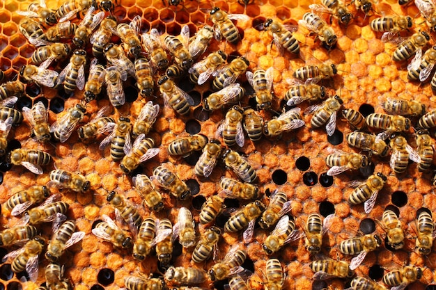 Foto muchas abejas en una colmena de colmenar closeup