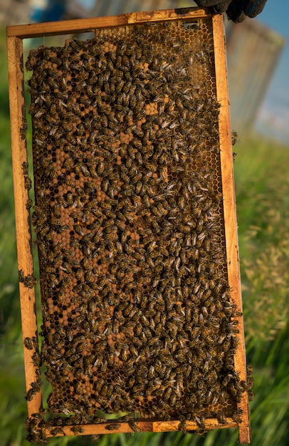 Muchas abejas en un marco de madera con panales.