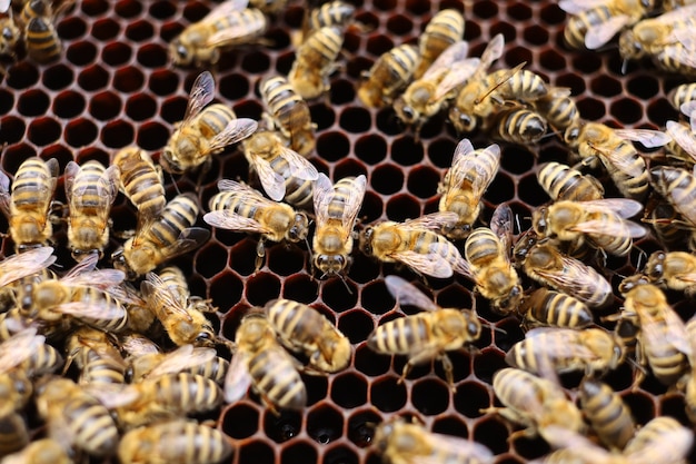 Muchas abejas en el primer plano de la colmena.