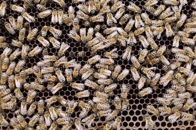 Muchas abejas en el primer plano de la colmena.