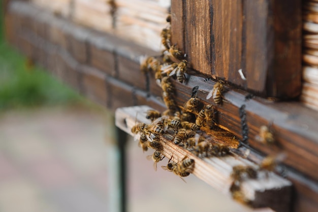 Muchas abejas regresan a la colmena y entran en la colmena con néctar floral recolectado y polen de flores Enjambre de abejas recolectando néctar de las flores Miel de granja orgánica saludable