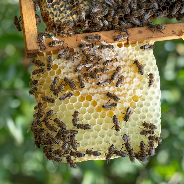 Muchas abejas trabajan en panales, en el colmenar.
