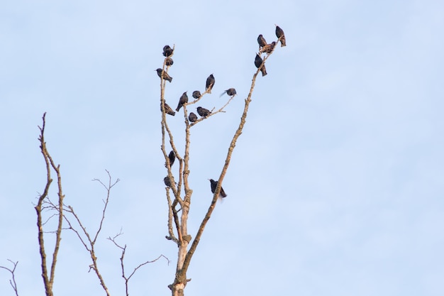 muchas aves de estorninos se sientan en las ramas del árbol