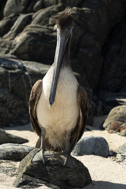 Muchas aves pelícanos gaviota en baja california sur playa punta lobos