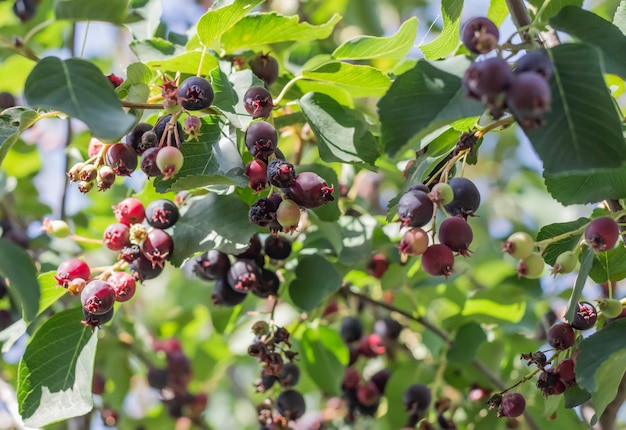 Muchas bayas irgi deliciosas y maduras en el árbol