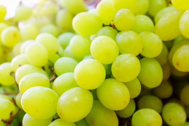 Muchas bayas de uvas blancas