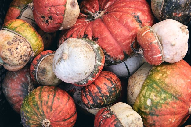 Muchas calabazas decorativas enormes y pequeñas en el mercado agrícola. Decoración de Acción de Gracias y Halloween.