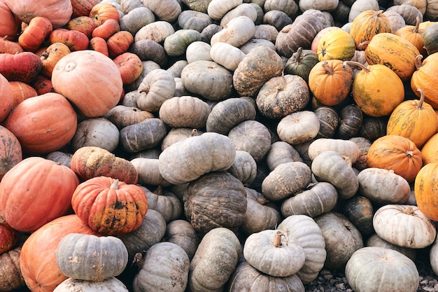 Muchas calabazas decorativas enormes y pequeñas en el mercado agrícola. Decoración de Acción de Gracias y Halloween.