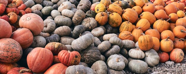 Muchas calabazas decorativas enormes y pequeñas en el mercado agrícola. Decoración de Acción de Gracias y Halloween.