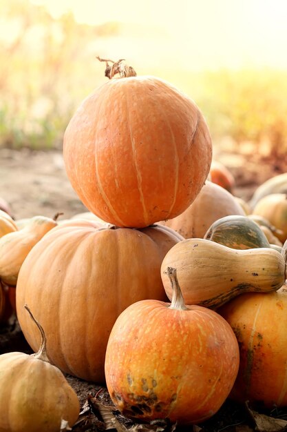 Foto muchas calabazas en una superficie natural