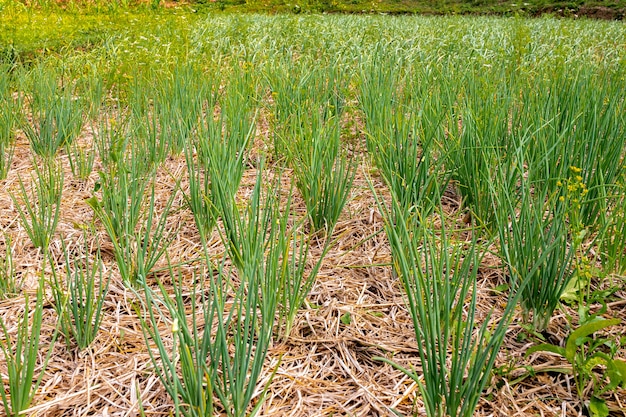 Muchas cebollas verdes crecen en el jardín.