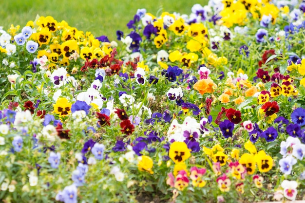 Muchas coloridas flores de primavera