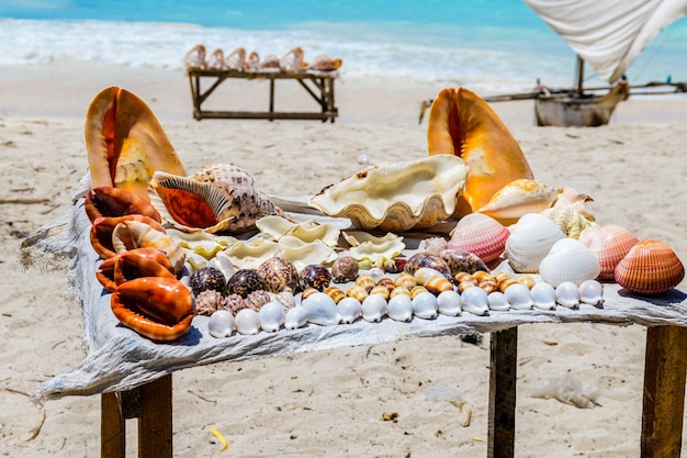 Muchas conchas marinas a la venta en la playa de Zanzíbar, Tanzania