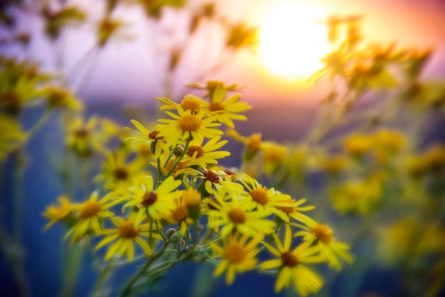 Muchas flores amarillas al atardecer.