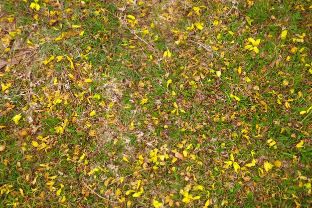 muchas flores amarillas en la hierba en el parque