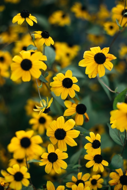 Muchas flores amarillas sobre un fondo verde. Rudbeckia.