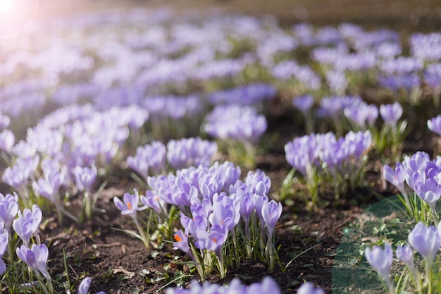 Muchas flores de azafrán moradas muchas flores de azafrán de primavera holandesas en el campo