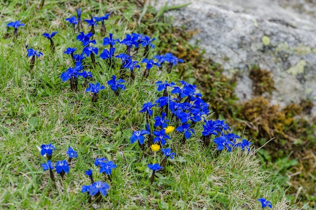 Muchas flores azules