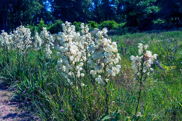 Muchas flores blancas delicadas de la planta Yucca comúnmente conocida como aguja y hilo de Adán