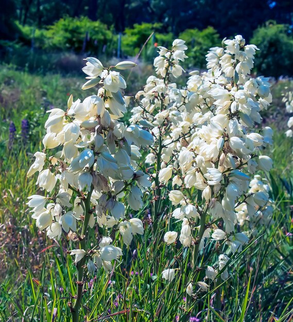 Muchas flores blancas delicadas de la planta Yucca comúnmente conocida como aguja y hilo de Adán