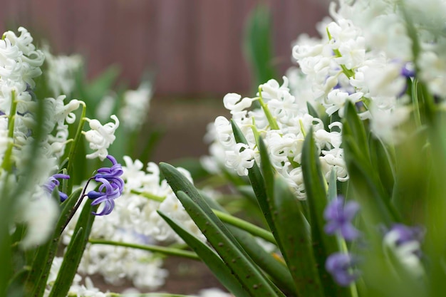 muchas flores blancas, flores plantadas en un macizo de flores