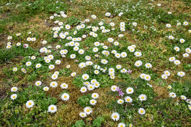 Muchas flores blancas en el jardín de primavera verde Manzanilla