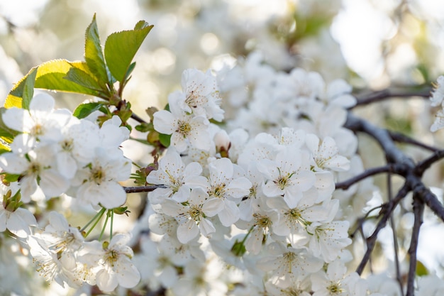 Muchas flores blancas en las ramas florecientes de los árboles frutales en el jardín