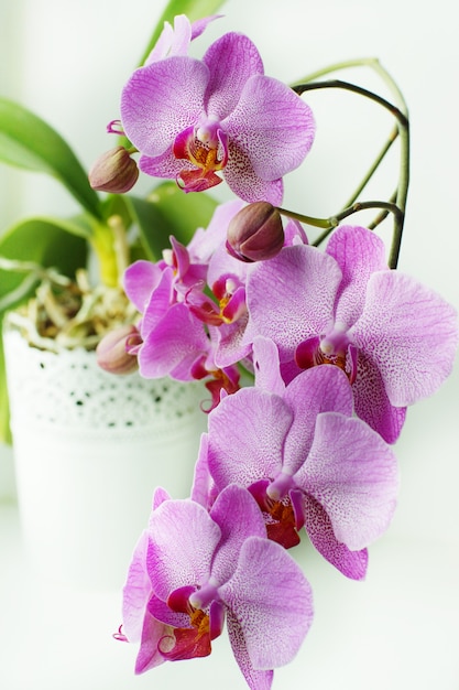 Muchas flores y capullos de una orquídea rosa en una maceta blanca.