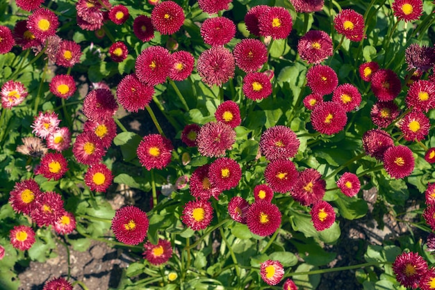 Foto muchas flores de funkya en un parterre en el jardín.