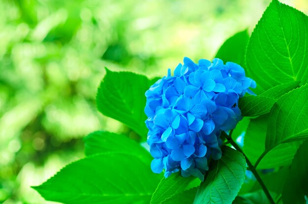 Muchas flores de hortensias azules que crecen en el fondo floral del jardín