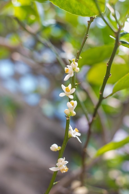 Muchas flores de lima flor de limón en el árbol entre hojas verdes a la luz del sol en el fondo borroso