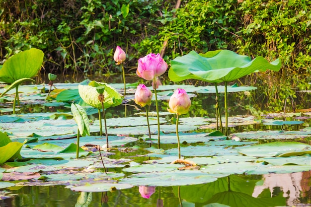 Foto muchas flores de loto en el agua.