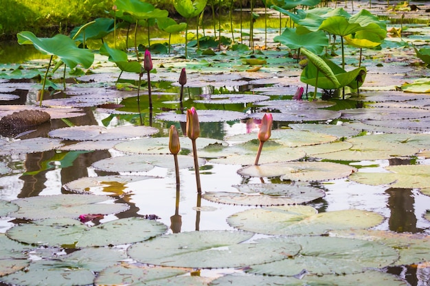 Muchas flores de loto en el agua.