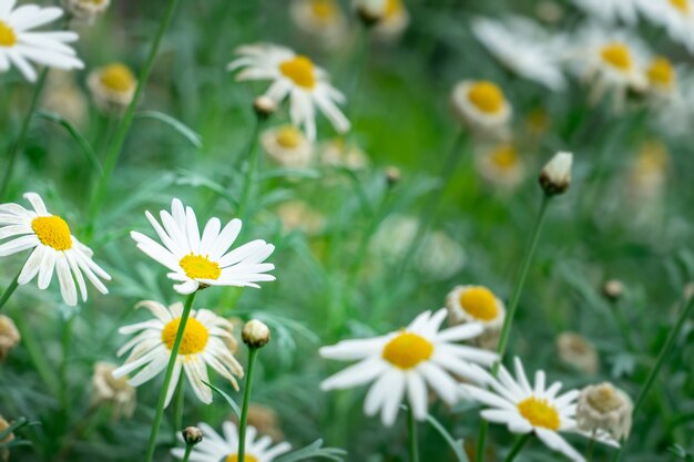 Muchas flores de Margarita blanca en una cama flwoer