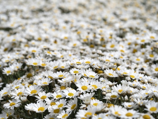 Muchas flores de margarita blancas y amarillas