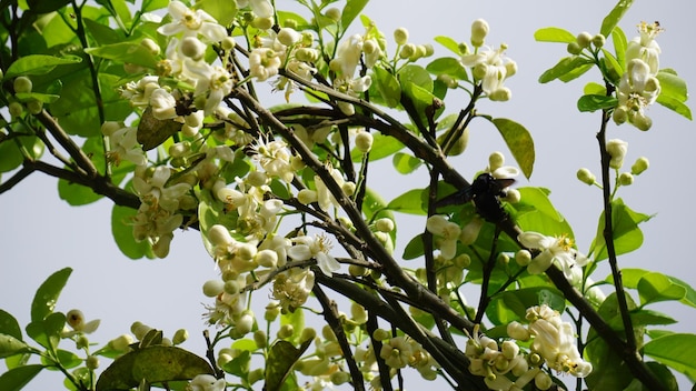 Foto muchas flores de naranjo