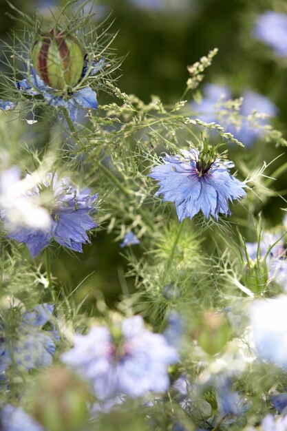 muchas flores de nigella damascena