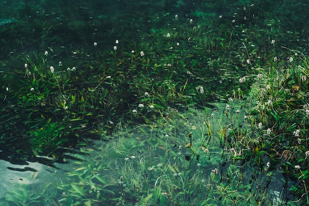 Muchas flores pequeñas en agua clara entre pastos verdes bajo el agua después de la inundación. Naturaleza verde con muchas florecillas entre rica vegetación en el lago de montaña.