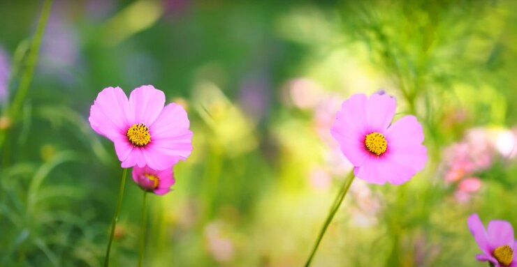 Muchas flores de prado diferentes están aisladas en el jardín flores rosadas flores blancas