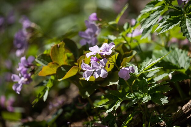 Muchas flores púrpuras entre la hierba verde. Primer plano de flor de primavera. Propiedades útiles de las plantas.