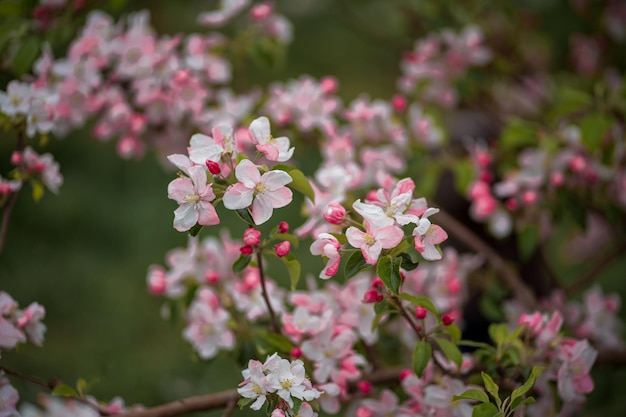 Muchas flores rosas en el árbol.