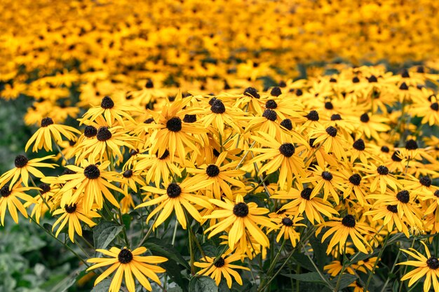 Foto muchas flores de rudbeckia amarillo brillante que crecen en grupo en un día soleado de verano
