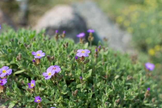 Muchas flores violetas de aubrieta deltoidea o aubretia