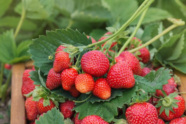 Muchas fresas frescas Clima perfecto para cosechar fresas Cosechar fresas frescas