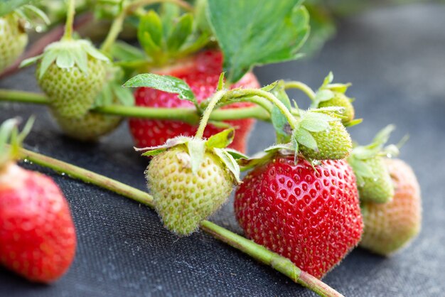 Muchas fresas maduras e inmaduras en la granja