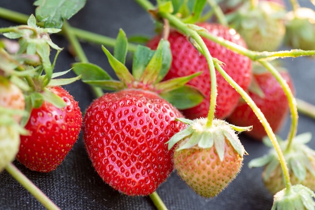 Muchas fresas maduras e inmaduras en la granja