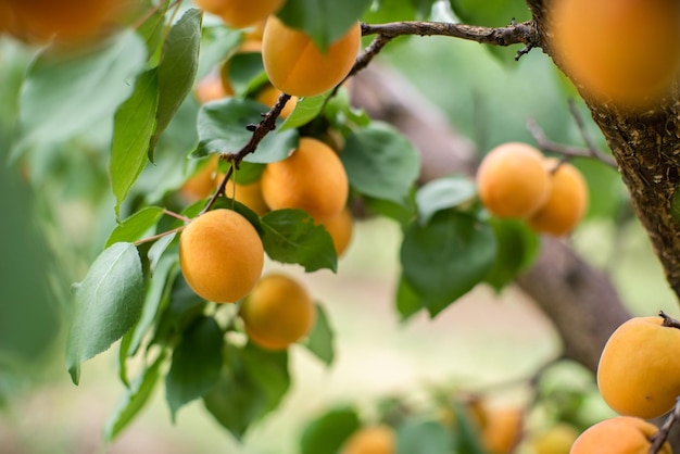 Muchas frutas de albaricoque en un árbol en el jardín en un brillante día de verano Frutas orgánicas Alimentos saludables Albaricoques maduros