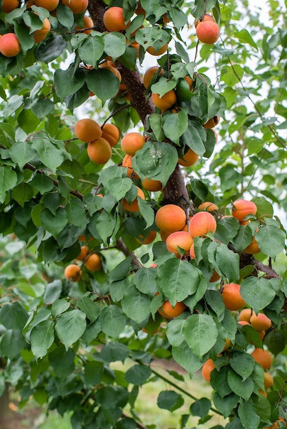 Muchas frutas de albaricoque en un árbol en el jardín en un brillante día de verano Frutas orgánicas Alimentos saludables Albaricoques maduros