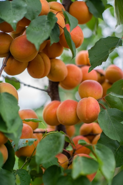 Muchas frutas de albaricoque en un árbol en el jardín en un brillante día de verano Frutas orgánicas Alimentos saludables Albaricoques maduros